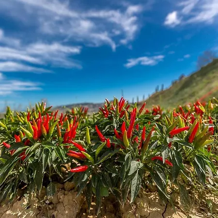 Agriturismo Il Sapore Della Luna * Monteprandone