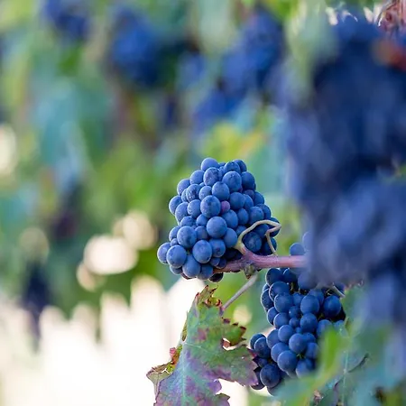Agriturismo Il Sapore Della Luna Country house