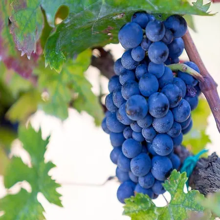 Agriturismo Il Sapore Della Luna