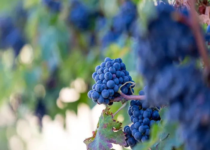 Il Sapore Della Luna 乡村民宿